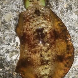 エギング大漁だ～