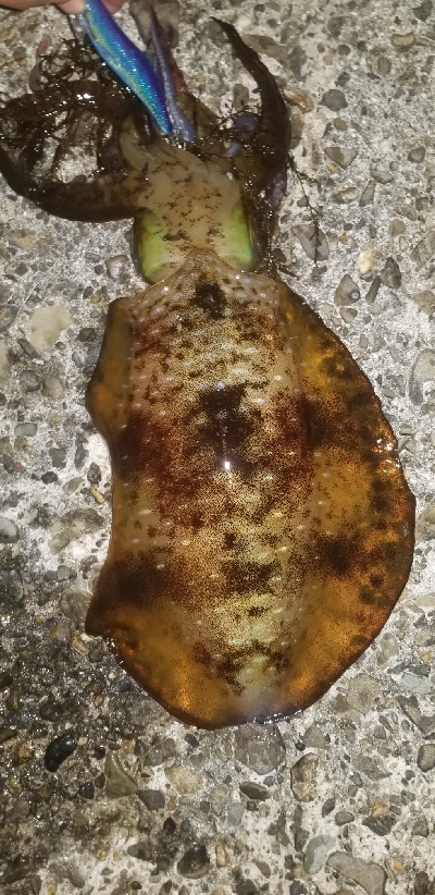 エギング大漁だ～