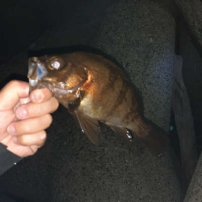 久々にメバリング