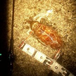 春を迎えられた