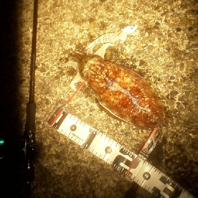 春を迎えられた