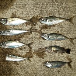 アジングシーズン到来？