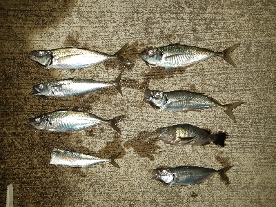 アジングシーズン到来？