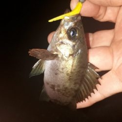 メバリングの数釣りを楽しむ