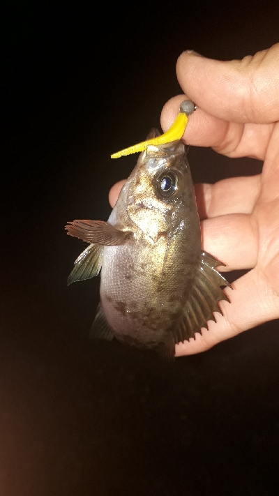 メバリングの数釣りを楽しむ