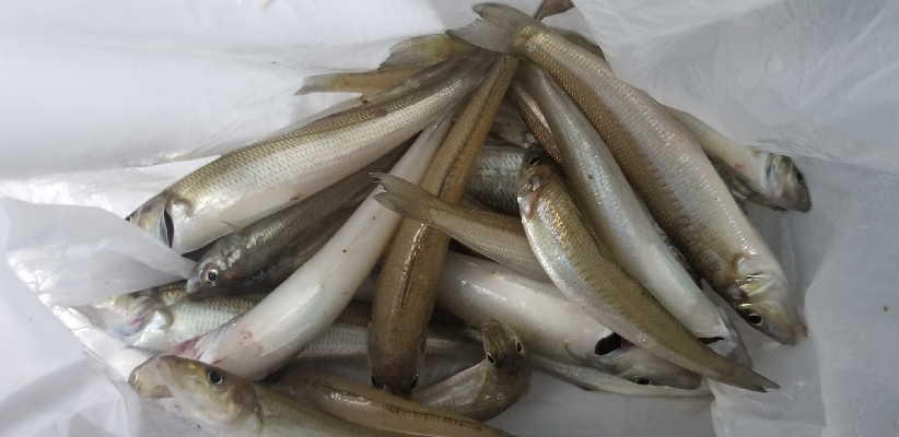 エギングからのキス釣り