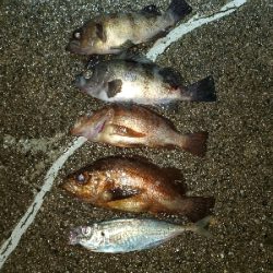 メバル大当たり