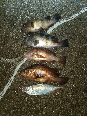 メバル大当たり