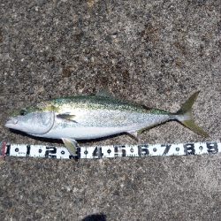 ビックブルー祭