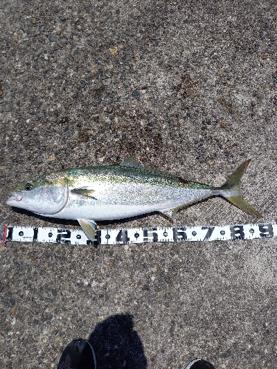 ビックブルー祭