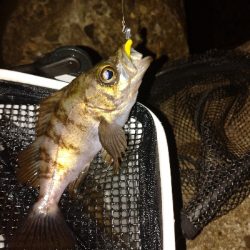 岸際メバリング