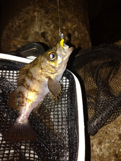 岸際メバリング