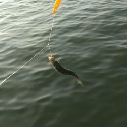 サビキリベンジ