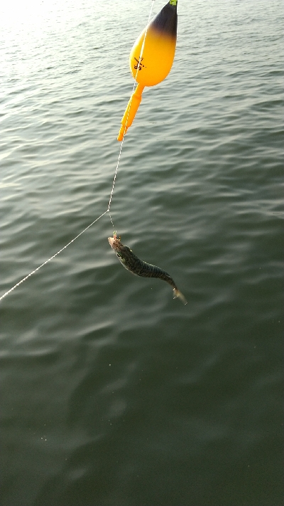 サビキリベンジ