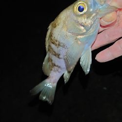 久々のツレと釣行