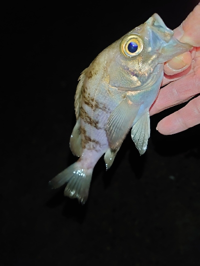 久々のツレと釣行