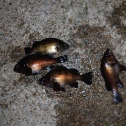 少し苦手なフロート