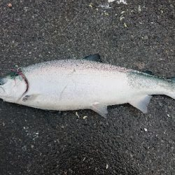 久しぶりのショアジギング