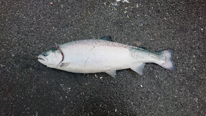 久しぶりのショアジギング