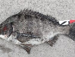 今年初クロダイ