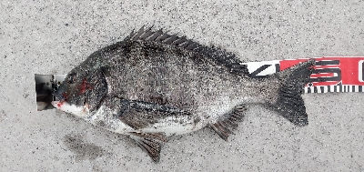 今年初クロダイ