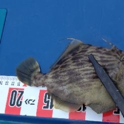 キス釣り調査へ