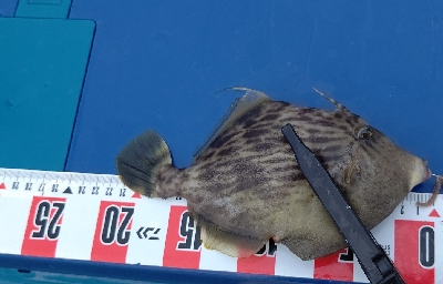 キス釣り調査へ