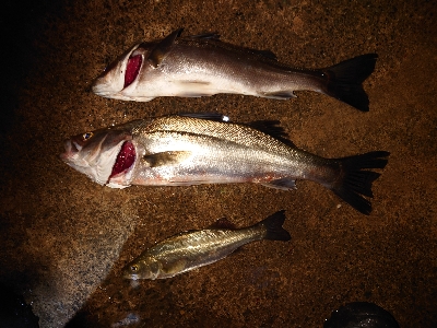 メバリングのはずが