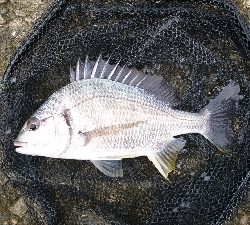 久々に 短時間集中で釣れた