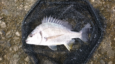 久々に 短時間集中で釣れた