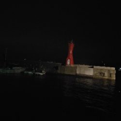 メバリングで嬉しいタコ