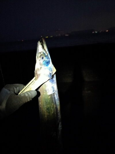 腹パンタチウオ