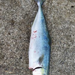 ショアジギング☆平日なのに満員!!