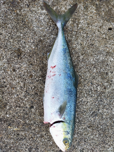 ショアジギング☆平日なのに満員!!