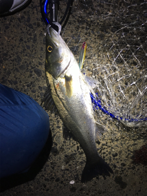 底バチパターン