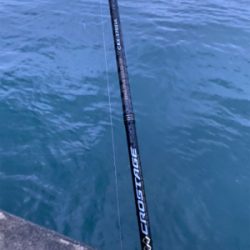 連日のアジング