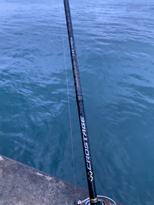 連日のアジング