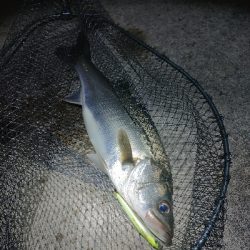 バチパターン？？