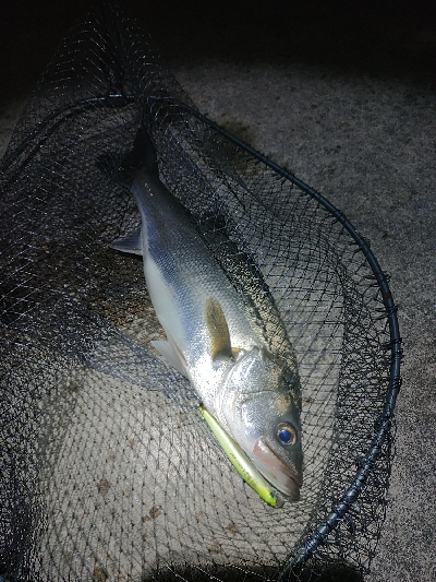 バチパターン？？