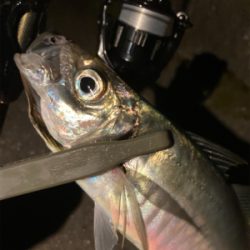 密を避けてアジング