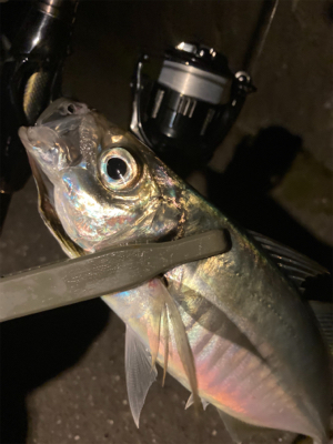 密を避けてアジング