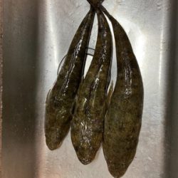 アオリイカのはずが…