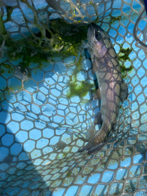 栃木市総合運動公園フィッシングフィールド