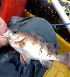 ボートジギング&タイラバ&胴突き仕掛け