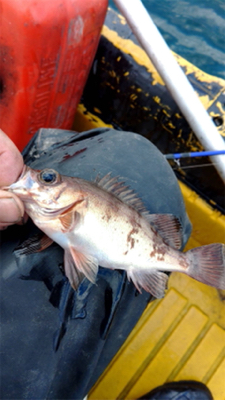 ボートジギング&タイラバ&胴突き仕掛け