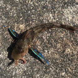 ちょい投げの釣果