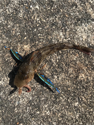 ちょい投げの釣果