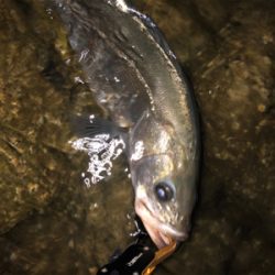 まあまあサイズ