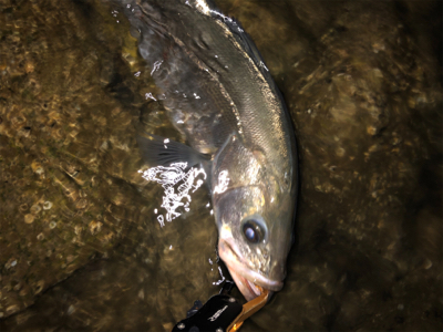 まあまあサイズ