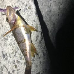 連休メバリング